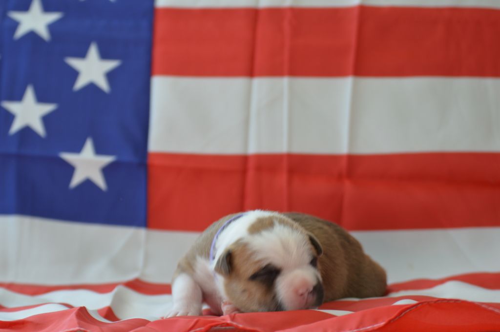 un amour de molosse - Chiot disponible  - American Staffordshire Terrier