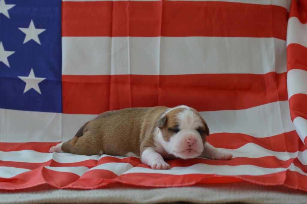 un amour de molosse - Chiot disponible  - American Staffordshire Terrier