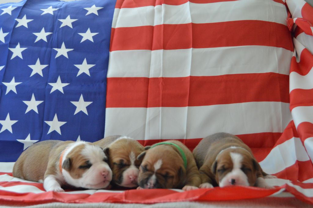Chiot American Staffordshire Terrier un amour de molosse
