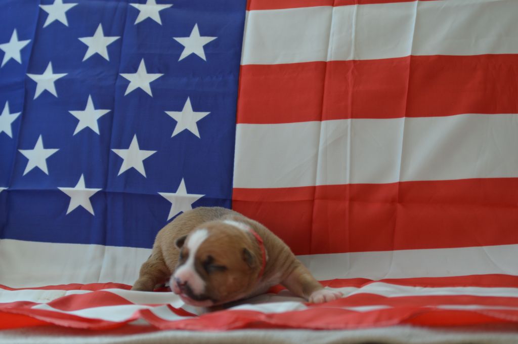 un amour de molosse - Chiots disponibles - American Staffordshire Terrier